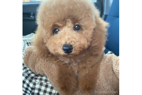 成約済ののトイプードル-220488