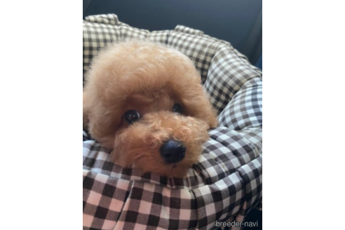 成約済の福岡県のトイプードル-220488の4枚目