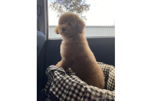 成約済の福岡県のトイプードル-220488の5枚目