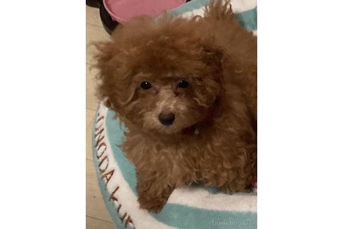 成約済の福岡県のタイニープードル-213484の2枚目