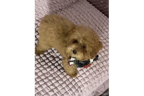 成約済の福岡県のタイニープードル-213493の5枚目