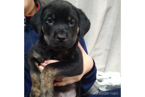 成約済の北海道のミックス犬-220533の1枚目