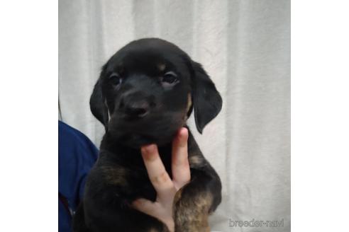 成約済の北海道のミックス犬-220533の3枚目