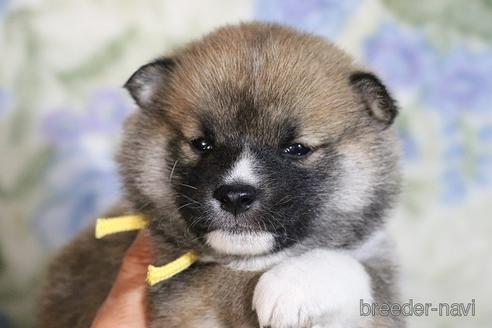 成約済の和歌山県の柴犬-220600の1枚目