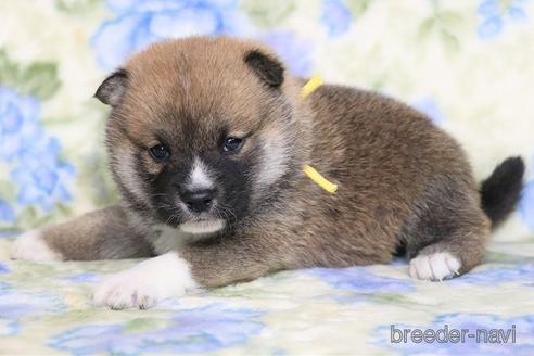 成約済の和歌山県の柴犬-220600の4枚目