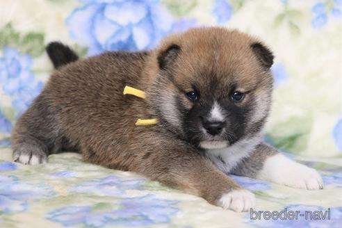 成約済の和歌山県の柴犬-220600の2枚目