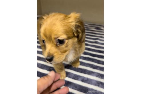 成約済の福岡県のチワックス:チワワ×ミニチュアダックスフンド-216168の8枚目