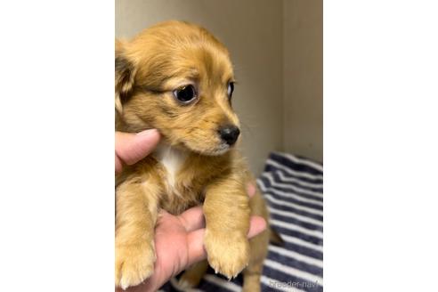 成約済の福岡県のチワックス:チワワ×ミニチュアダックスフンド-216168の9枚目