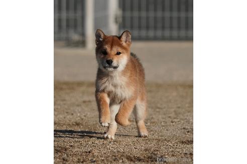 成約済の愛媛県の柴犬-213722の2枚目