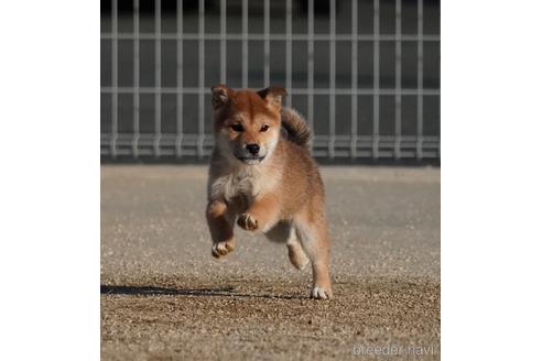 成約済の愛媛県の柴犬-213722の1枚目