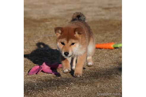 成約済の愛媛県の柴犬-213722の4枚目