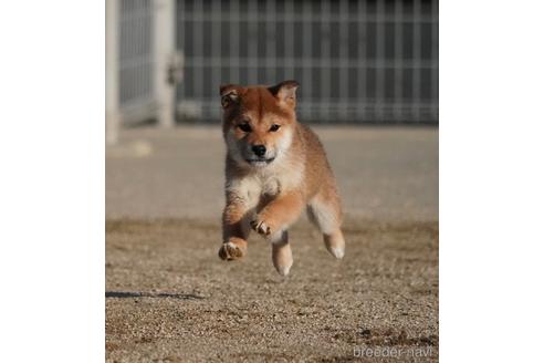 成約済の愛媛県の柴犬-213722の5枚目