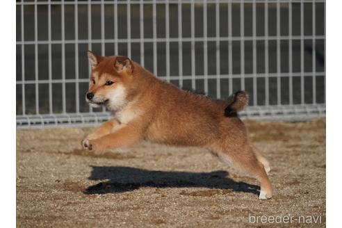 成約済の愛媛県の柴犬-213722の6枚目