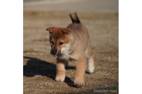 成約済の愛媛県の四国犬-218504の4枚目