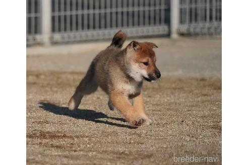 成約済の愛媛県の四国犬-218504の5枚目