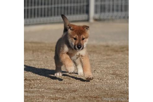 成約済の愛媛県の四国犬-218504の7枚目