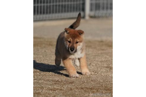 成約済の愛媛県の四国犬-218504