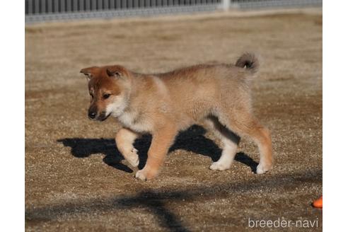 成約済の愛媛県の四国犬-218504の8枚目