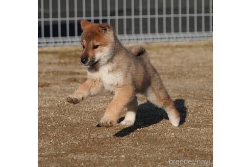 成約済の愛媛県の四国犬-218504の3枚目