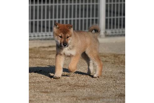 成約済の愛媛県の四国犬-218504の2枚目