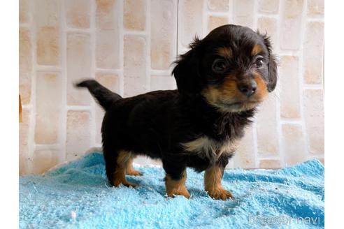 成約済の東京都のチワックス:チワワ×ミニチュアダックスフンド-221468の5枚目