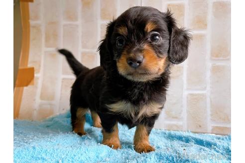 成約済の東京都のチワックス:チワワ×ミニチュアダックスフンド-221468の6枚目