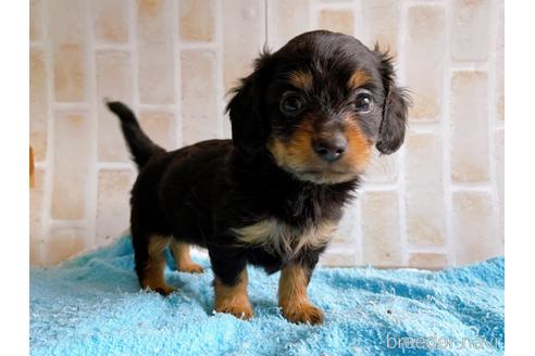 成約済の東京都のチワックス:チワワ×ミニチュアダックスフンド-221468の8枚目