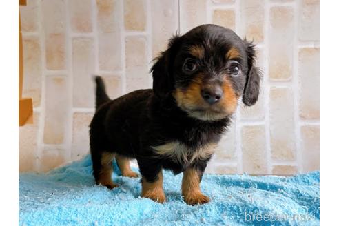 成約済の東京都のチワックス:チワワ×ミニチュアダックスフンド-221468の9枚目