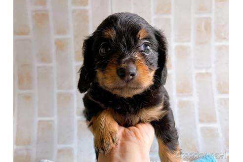 成約済の東京都のチワックス:チワワ×ミニチュアダックスフンド-221468の4枚目