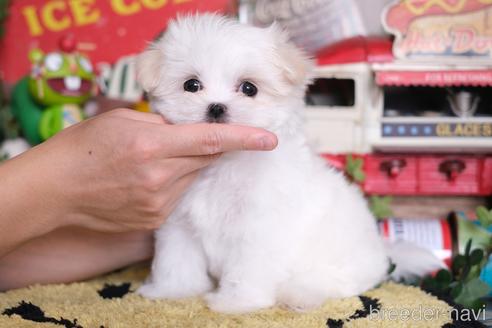 成約済の群馬県のマルチーズ-218468の5枚目