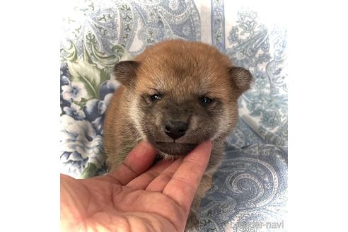 成約済の鹿児島県の豆柴-220637の1枚目