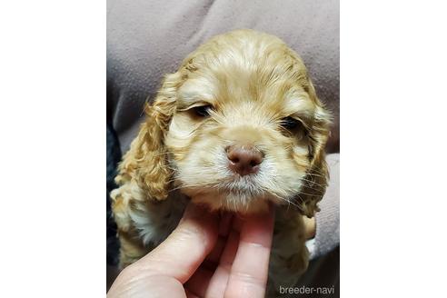 成約済の岩手県のミックス犬-220650の2枚目