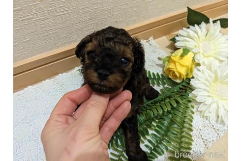 成約済の広島県のタイニープードル-218955の115枚目