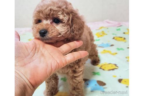成約済の愛知県のタイニープードル-214965の6枚目