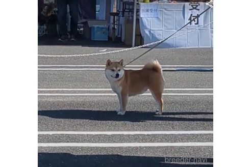 成約済の佐賀県の豆柴-218791の3枚目