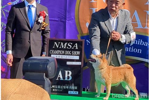 成約済の佐賀県の豆柴-218790の6枚目