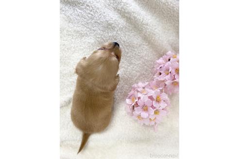 成約済の愛知県のチワックス:チワワ×ミニチュアダックスフンド-218184の4枚目