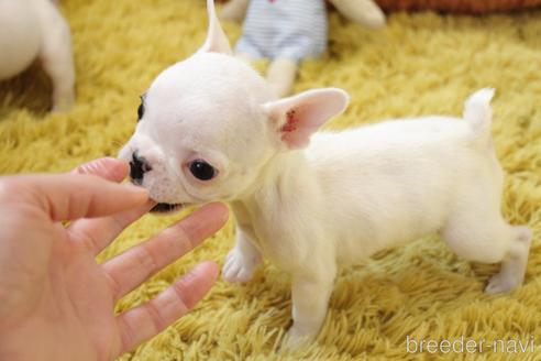 成約済の愛知県のフレンチブルドッグ-213140の27枚目