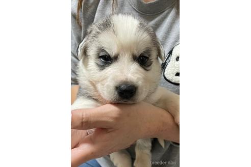 成約済の岩手県のミックス犬-220724