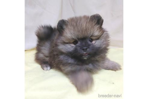 成約済の茨城県のポメラニアン-215316の14枚目