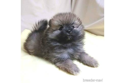 成約済の茨城県のポメラニアン-215316の13枚目
