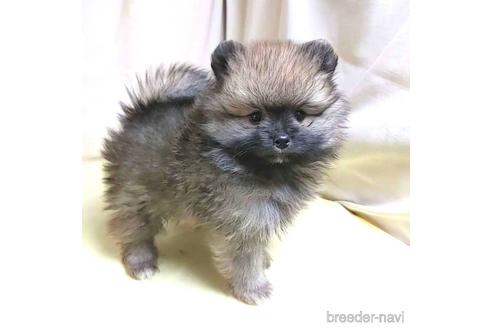 成約済の茨城県のポメラニアン-215316の12枚目