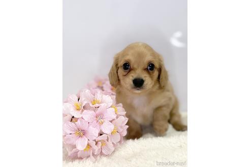 成約済の愛知県のチワックス:チワワ×ミニチュアダックスフンド-218184の1枚目