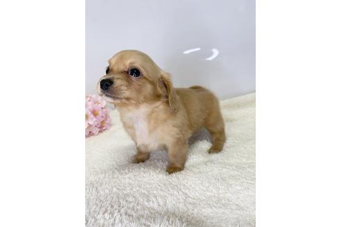 成約済の愛知県のチワックス:チワワ×ミニチュアダックスフンド-218184の3枚目