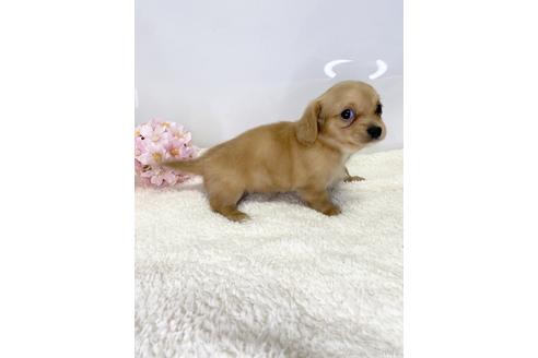 成約済の愛知県のチワックス:チワワ×ミニチュアダックスフンド-218184の2枚目