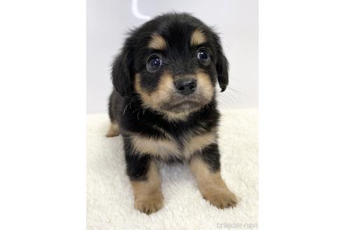 成約済の愛知県のチワックス:チワワ×ミニチュアダックスフンド-218454の1枚目