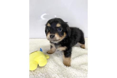 成約済の愛知県のチワックス:チワワ×ミニチュアダックスフンド-218454の3枚目