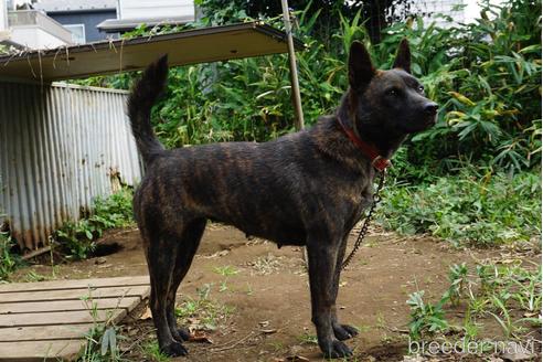 のの甲斐犬-