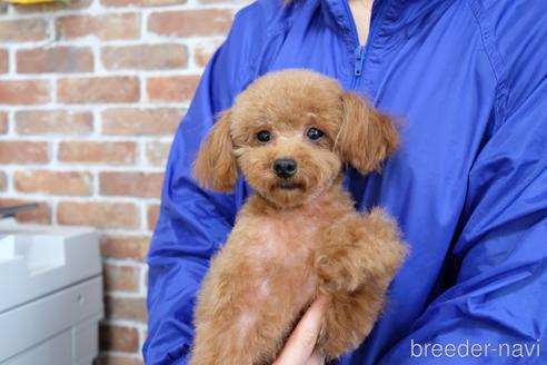 成約済の滋賀県のトイプードル-220789の1枚目