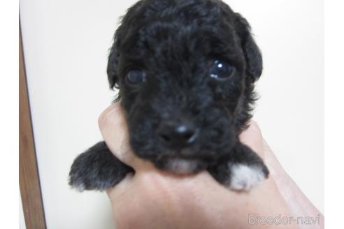 成約済の福岡県のミックス犬-220069の34枚目